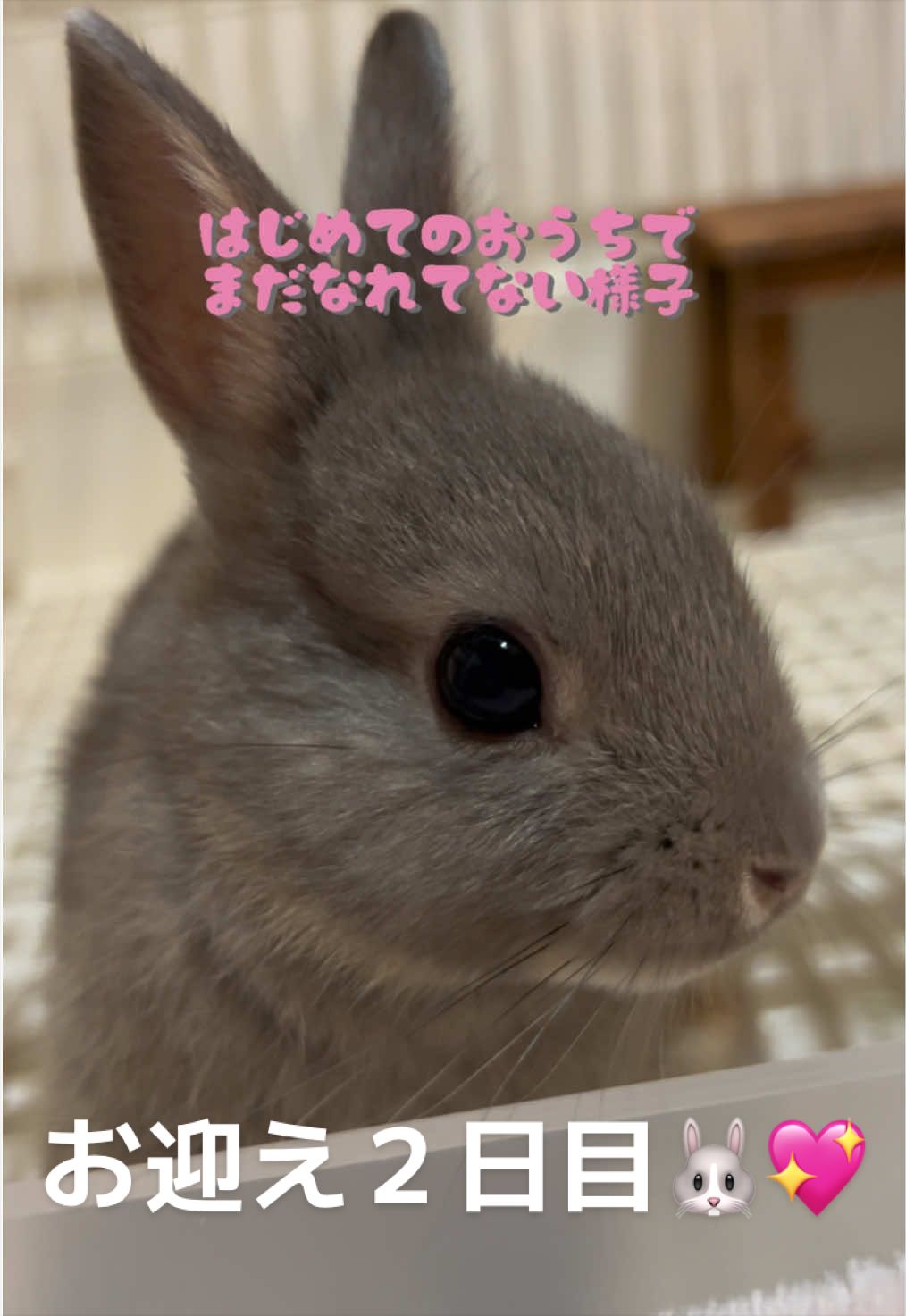 @メルナ🐰🌙2.5次元シンガー