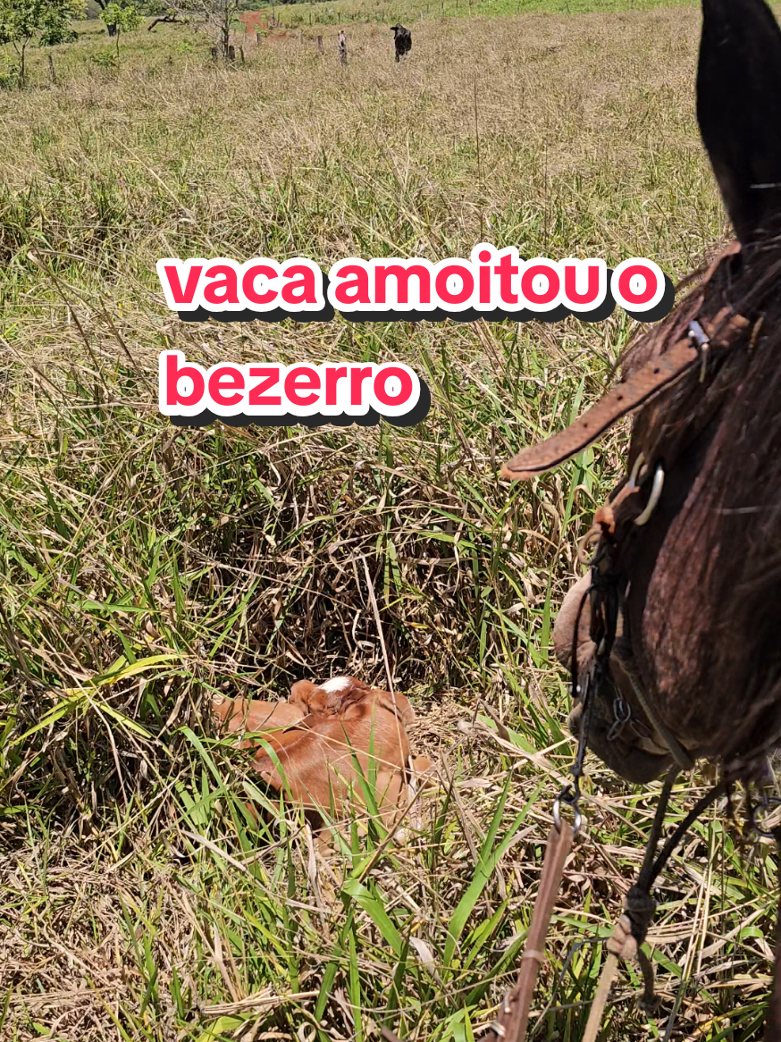 @Geovane neto