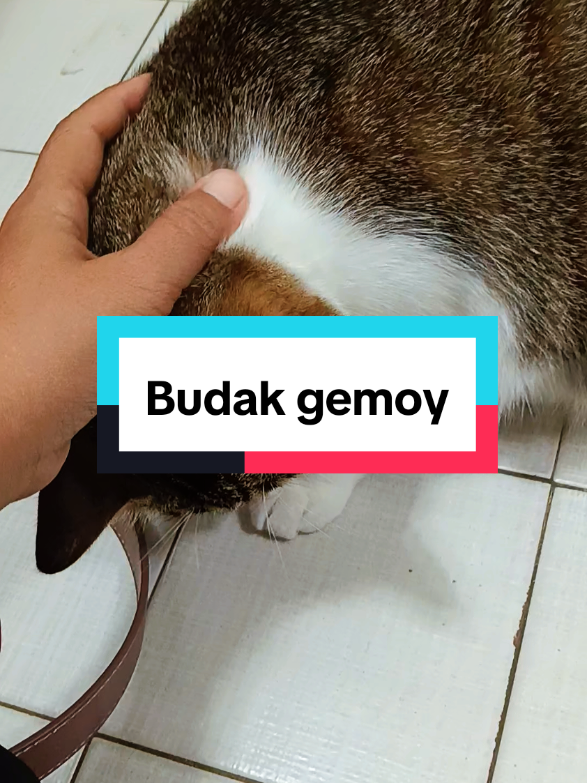 @ᗩᗪᑌᖇᗩ_ᗩᗰIᑎ