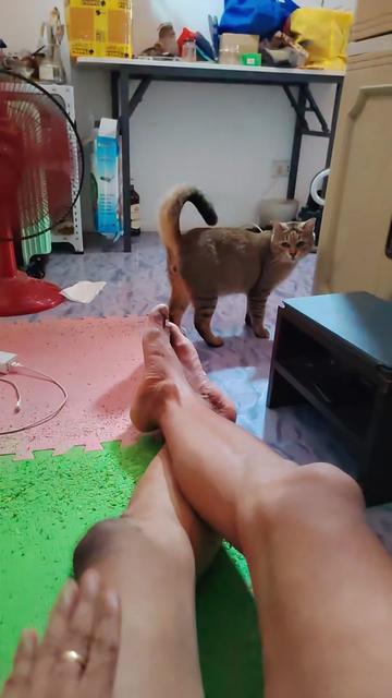 @gumbocpalabok