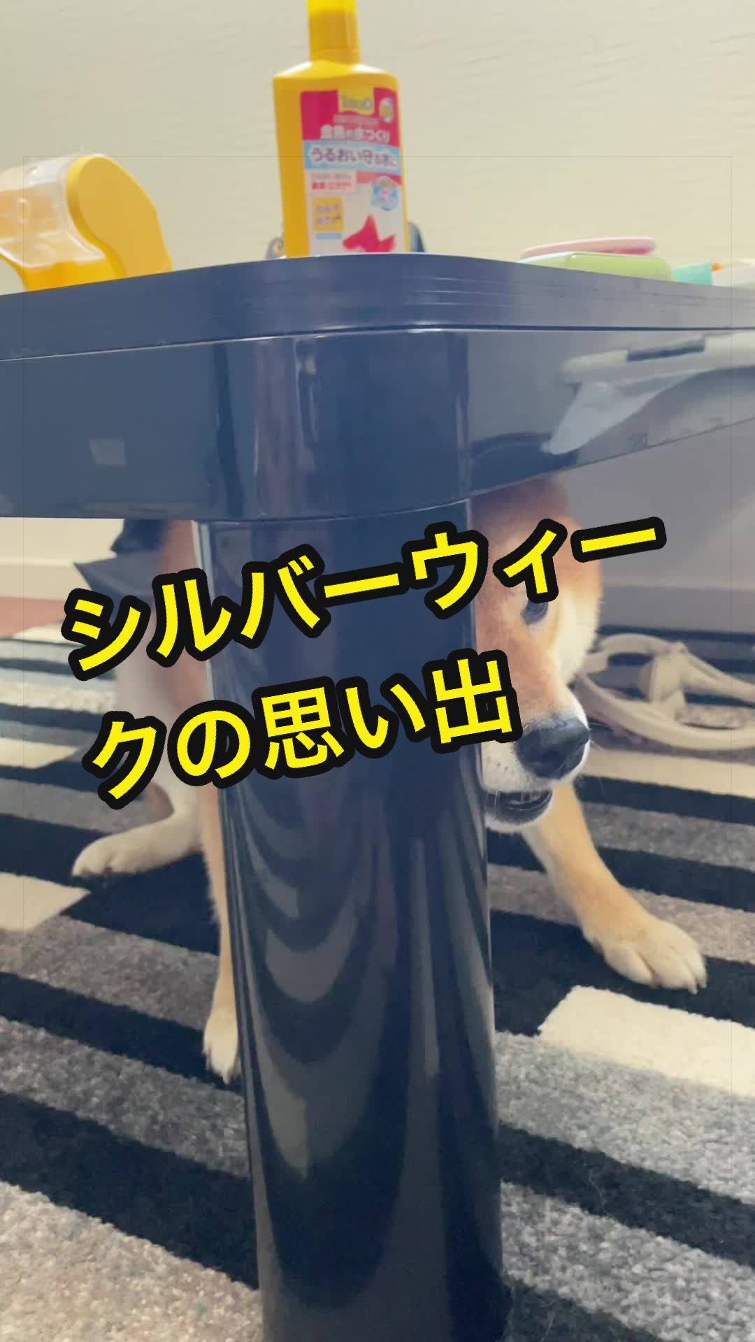 @特に柴犬が好きな人