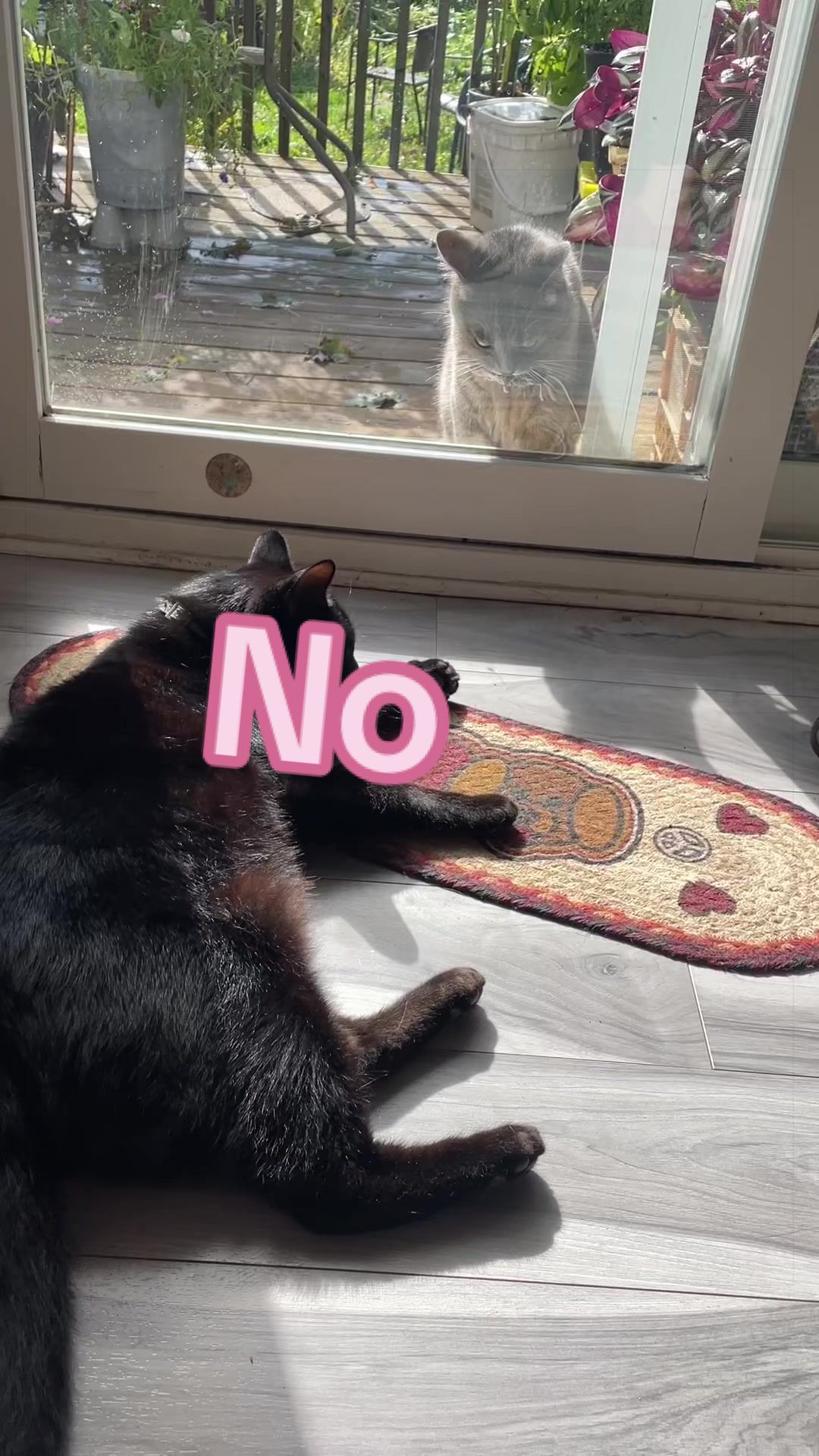 @Reznor_the_cat🪽