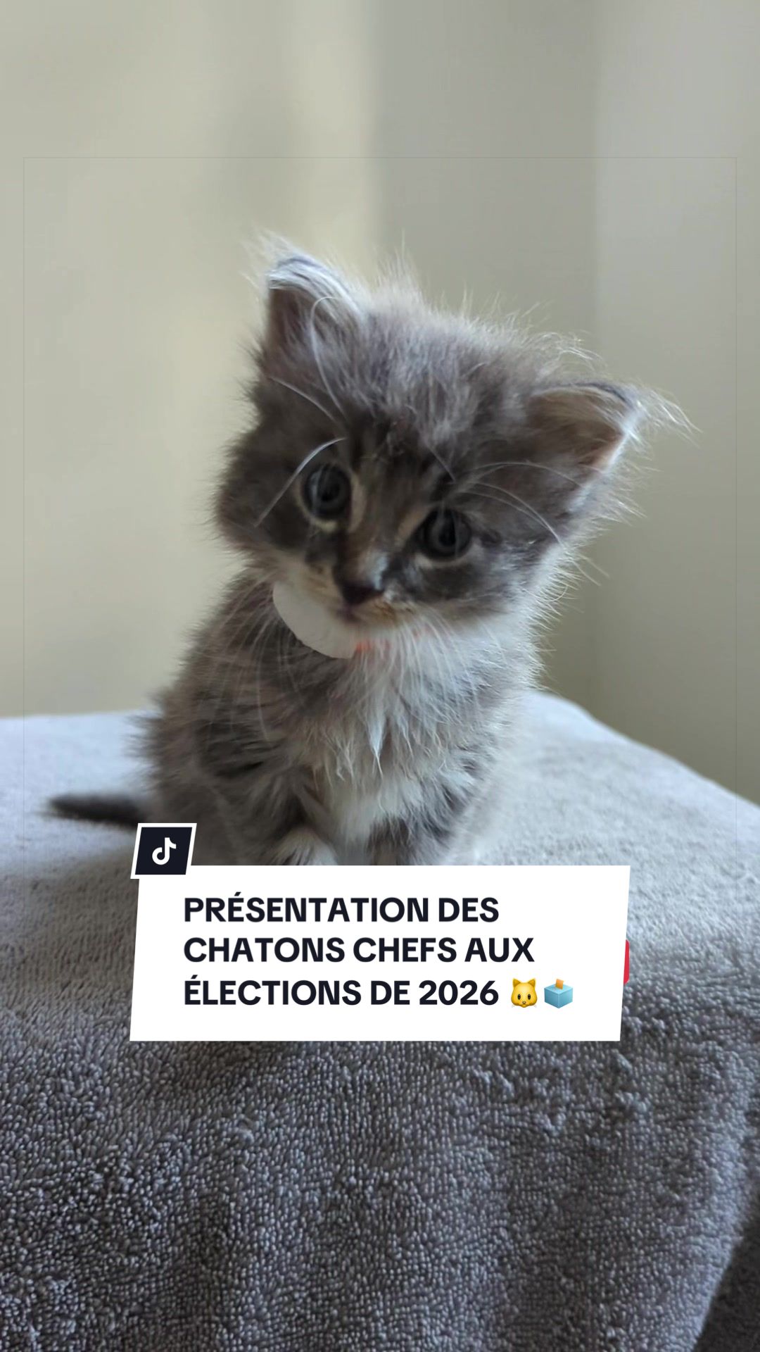 @Montreal SPCA