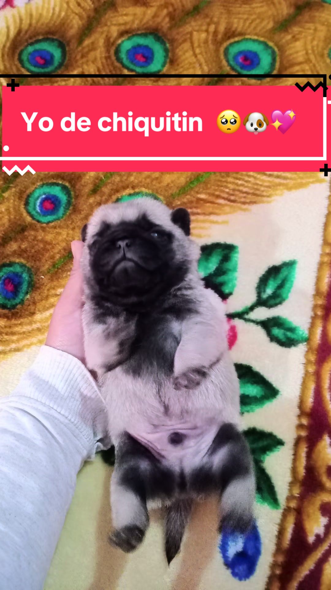 @Pugs en acción 🐶
