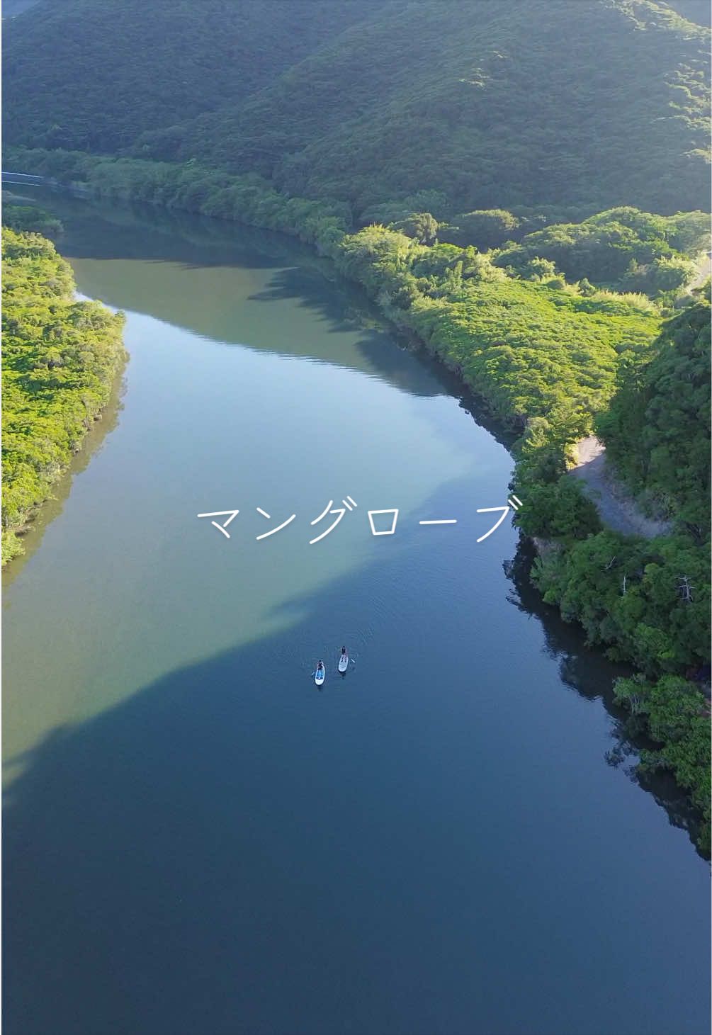 @奄美大島シマッチュ