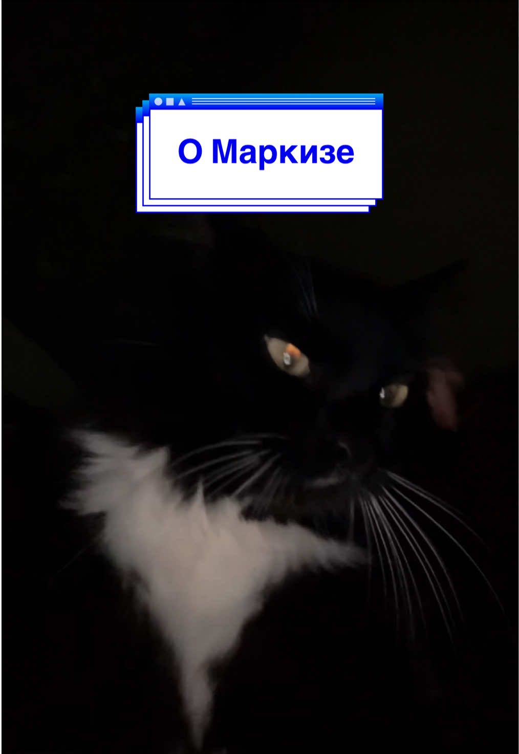 @Чувава