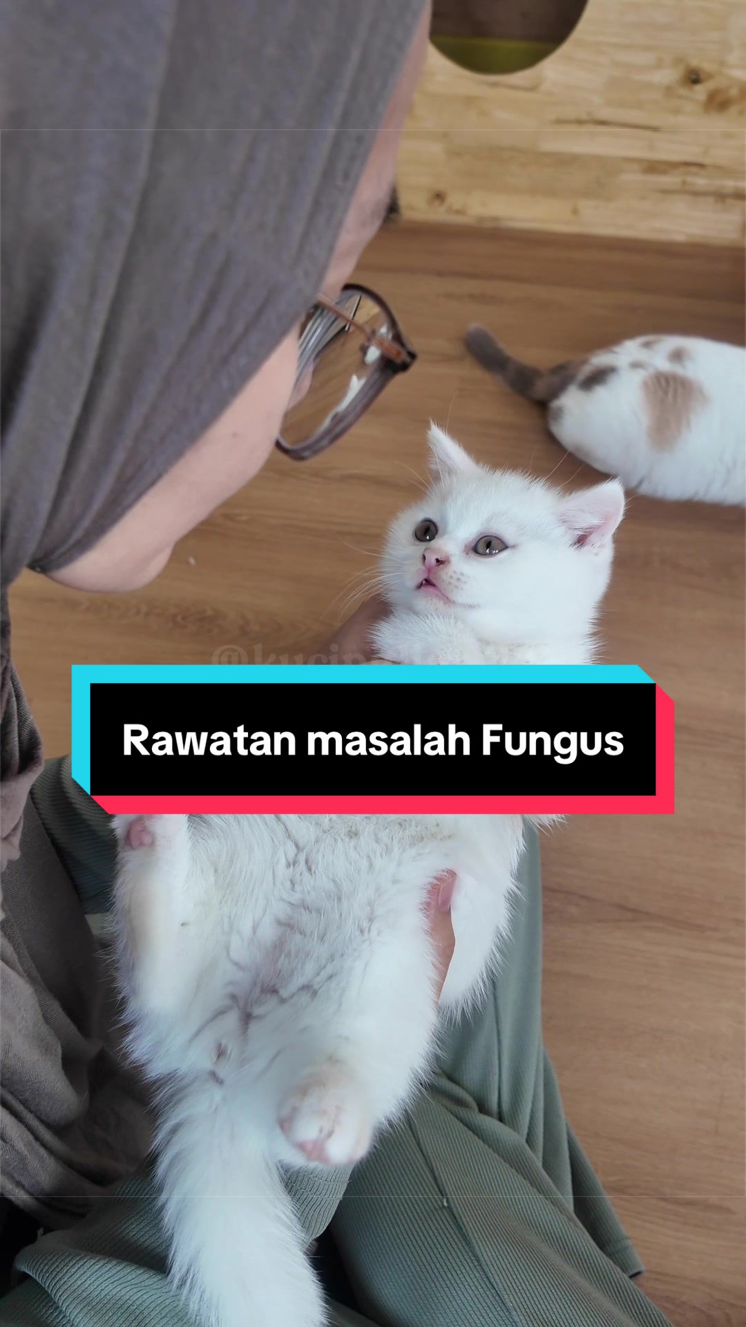 @kucingliar kl