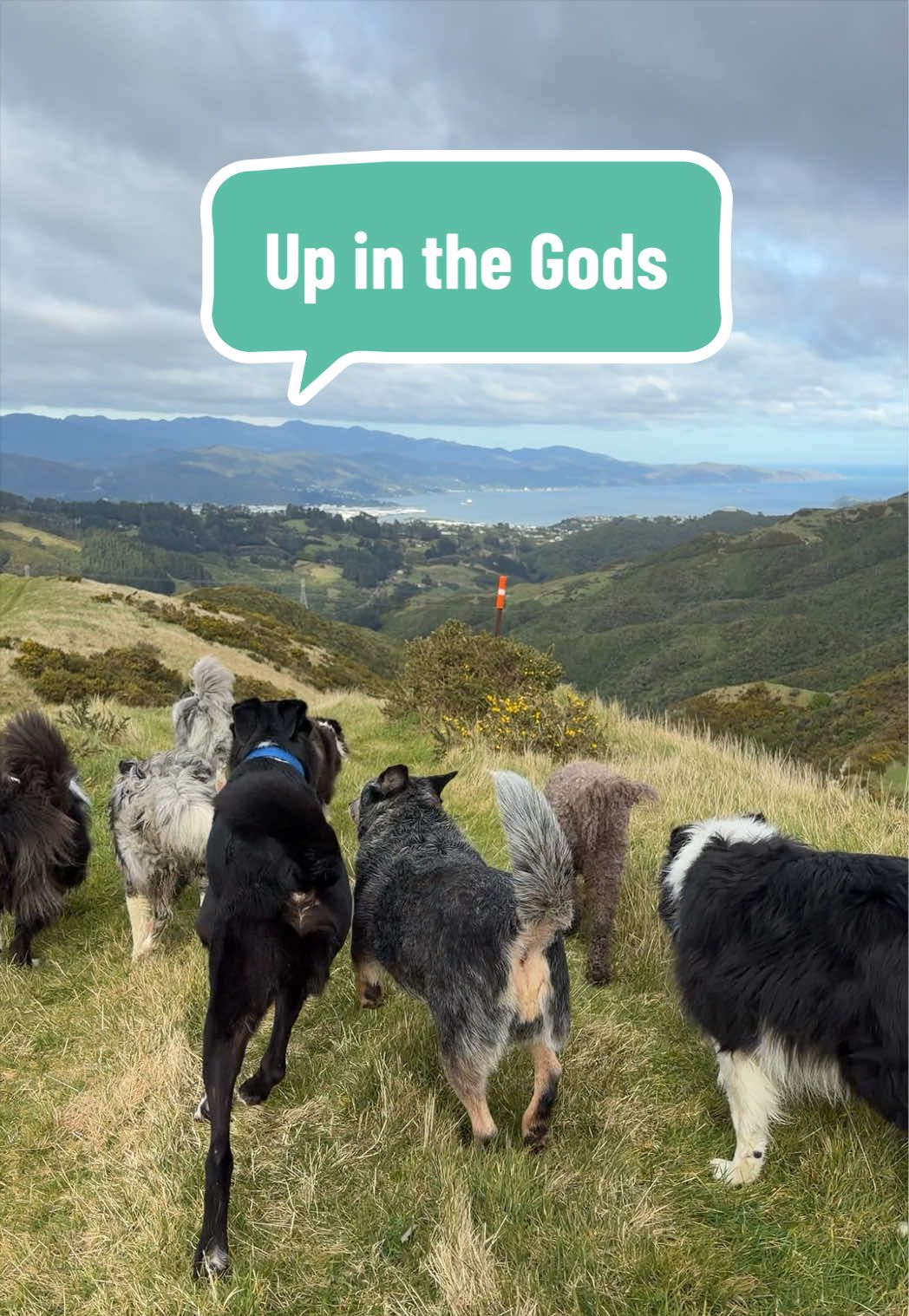@Beks 🐺 Dog Handler 🇳🇿