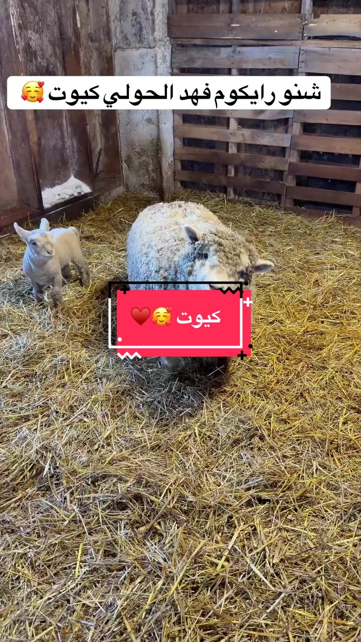 @Walid 🥩🥩&🥩🥩butcher