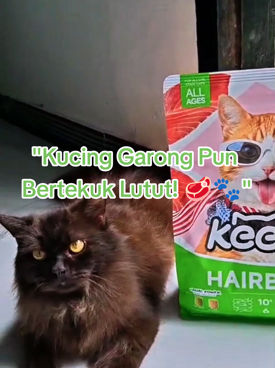 @Medayo Petcare