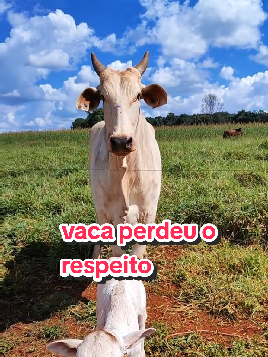 @Geovane neto