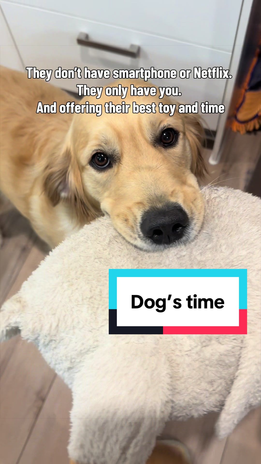 @3goldenretriever