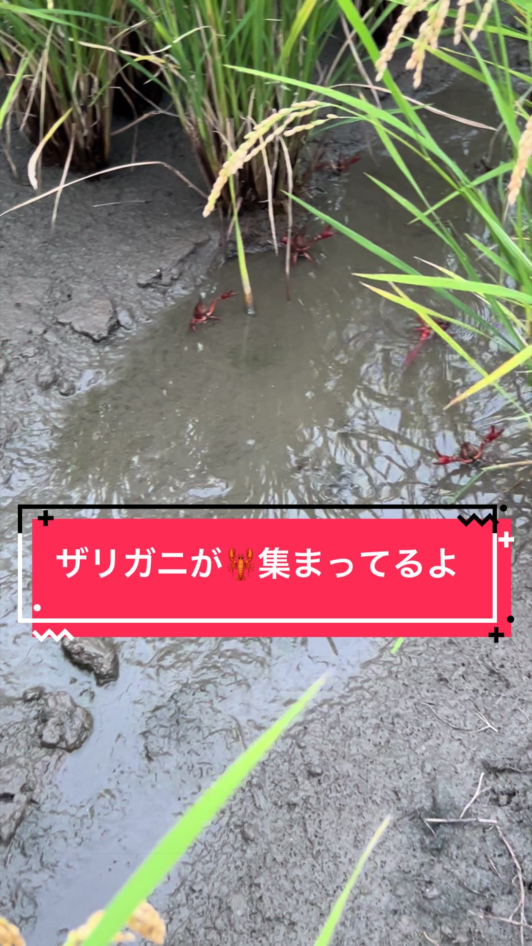 @カンキツ