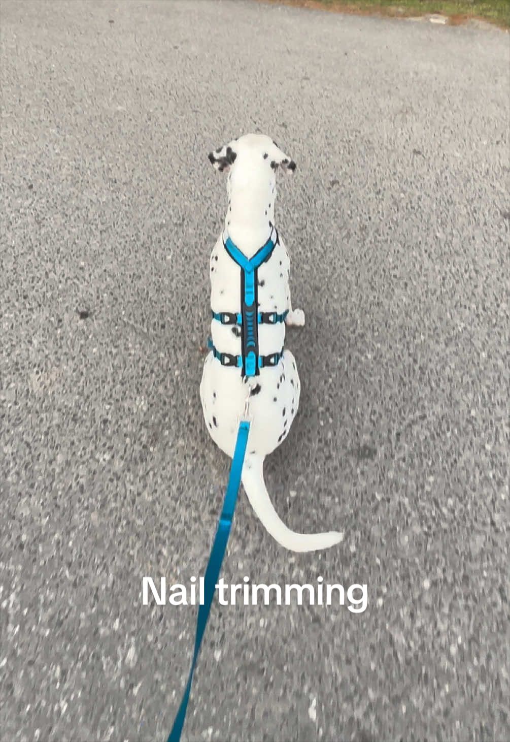 @Nevada the Dalmatian