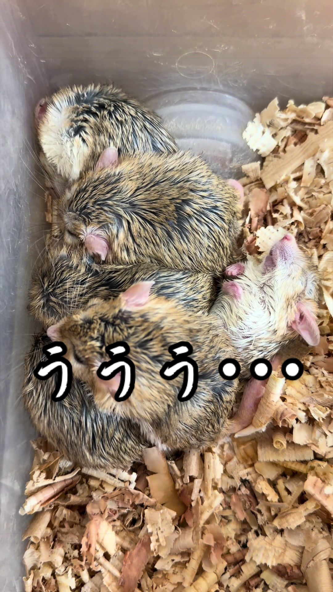 @草津熱帯圏