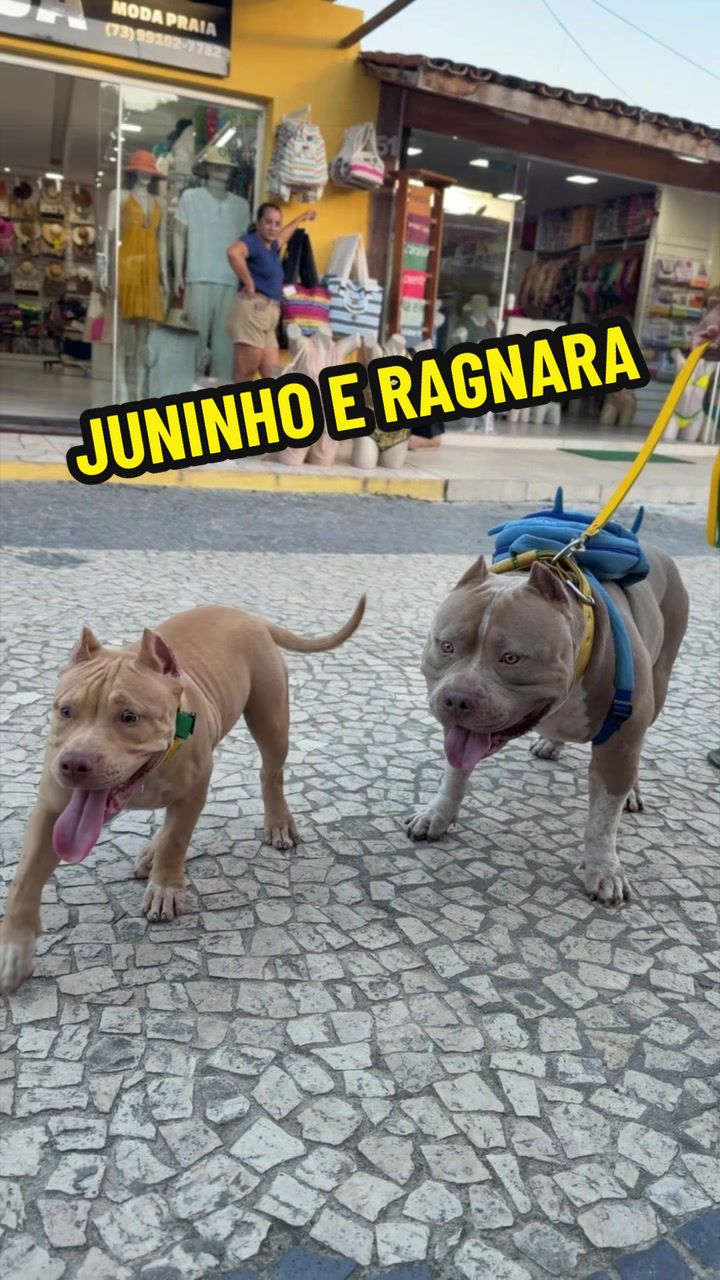 @Família Ragnar 🐶