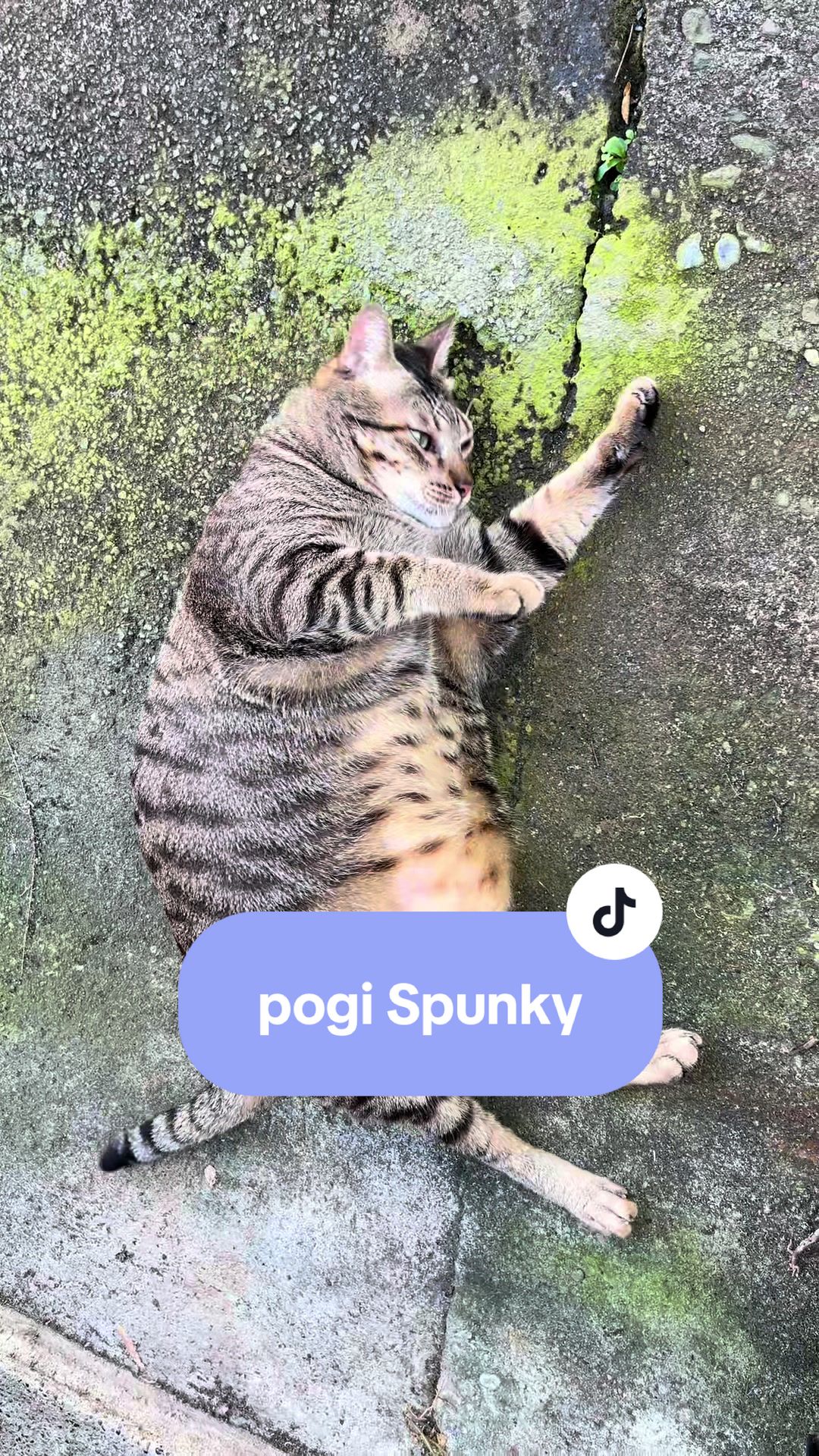 @17meows