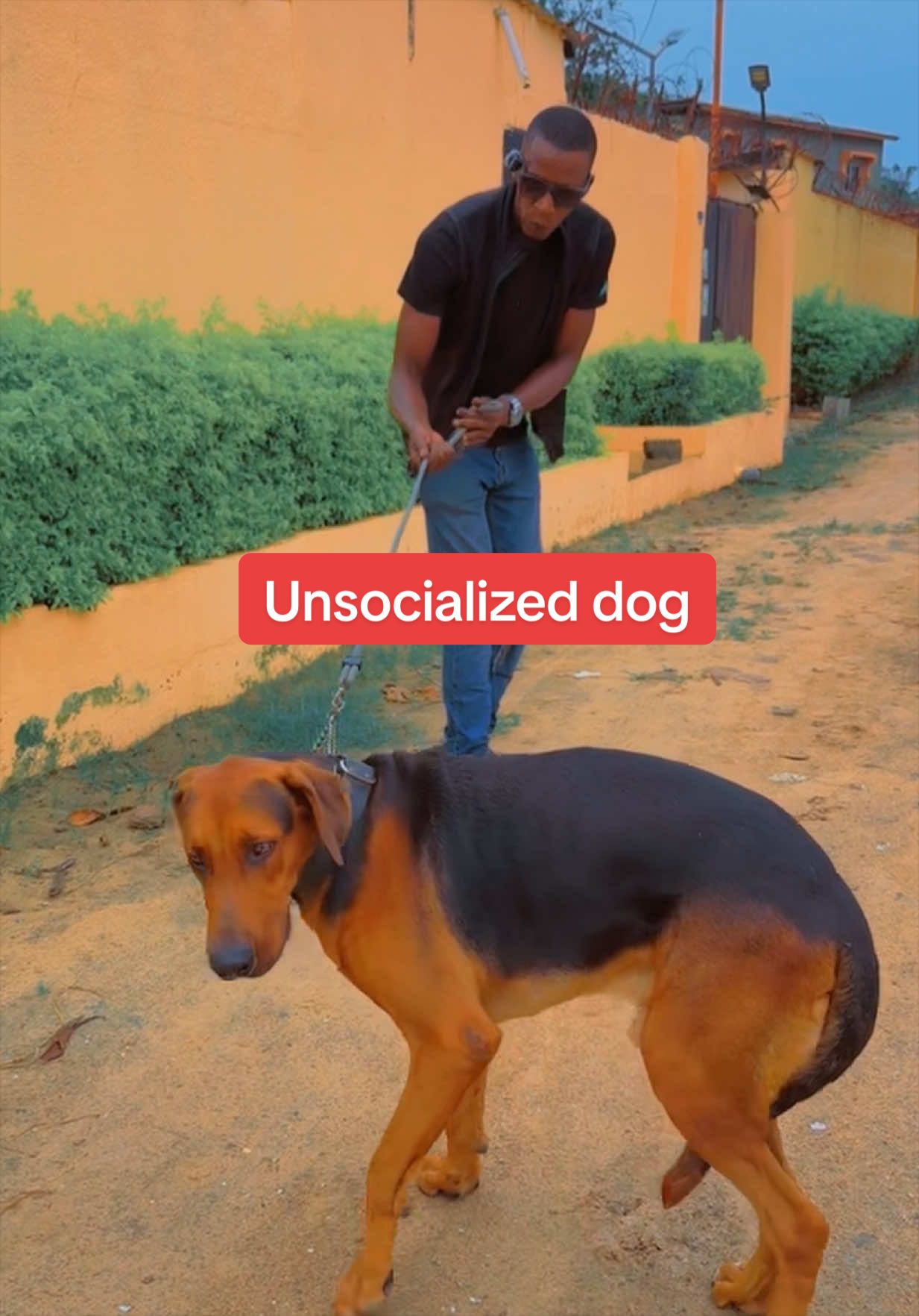@Dog Master