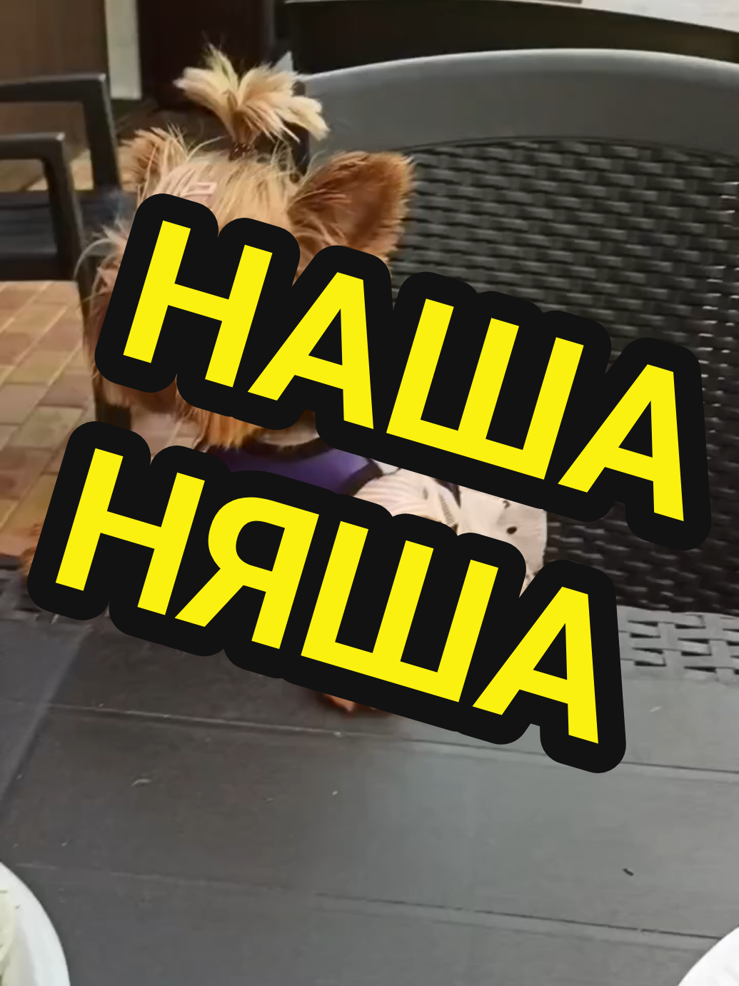 @🤟Веня Машаранский✌
