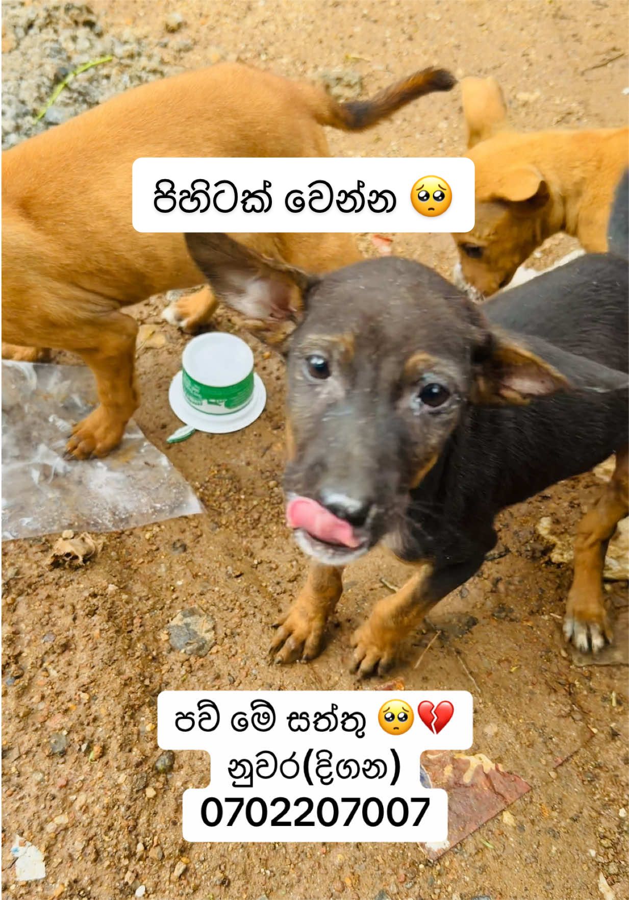 @DOG LOVERS