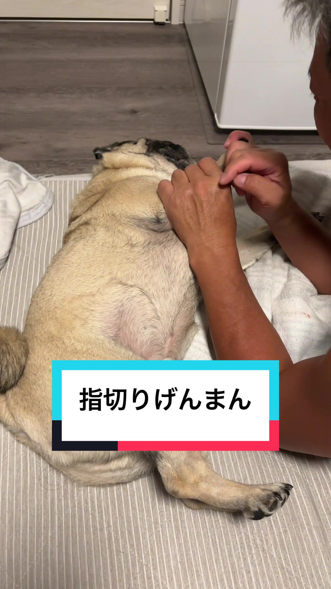@🐶とん&ぺっぺこぺー🦊