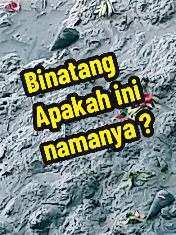 @Anank Junlee