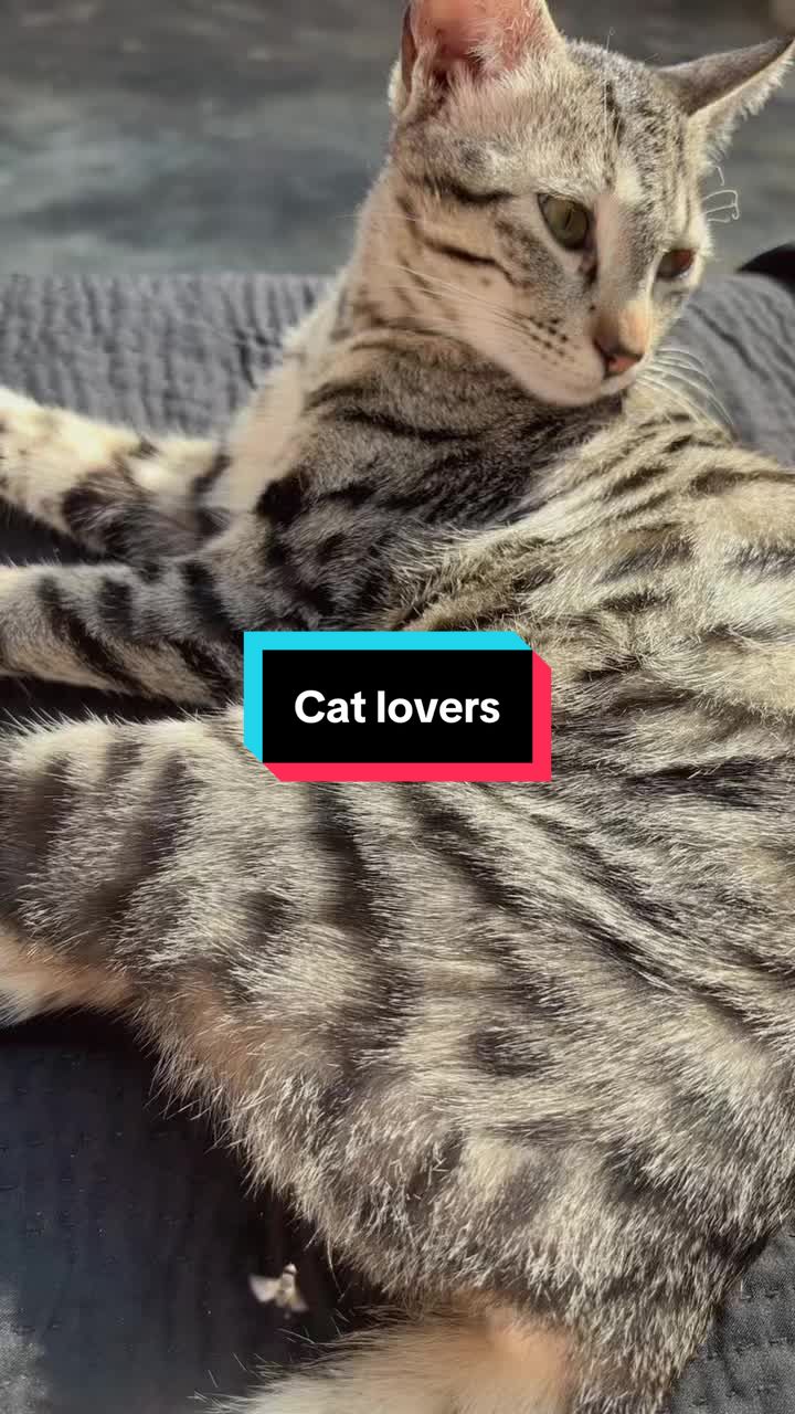 @Sahania97