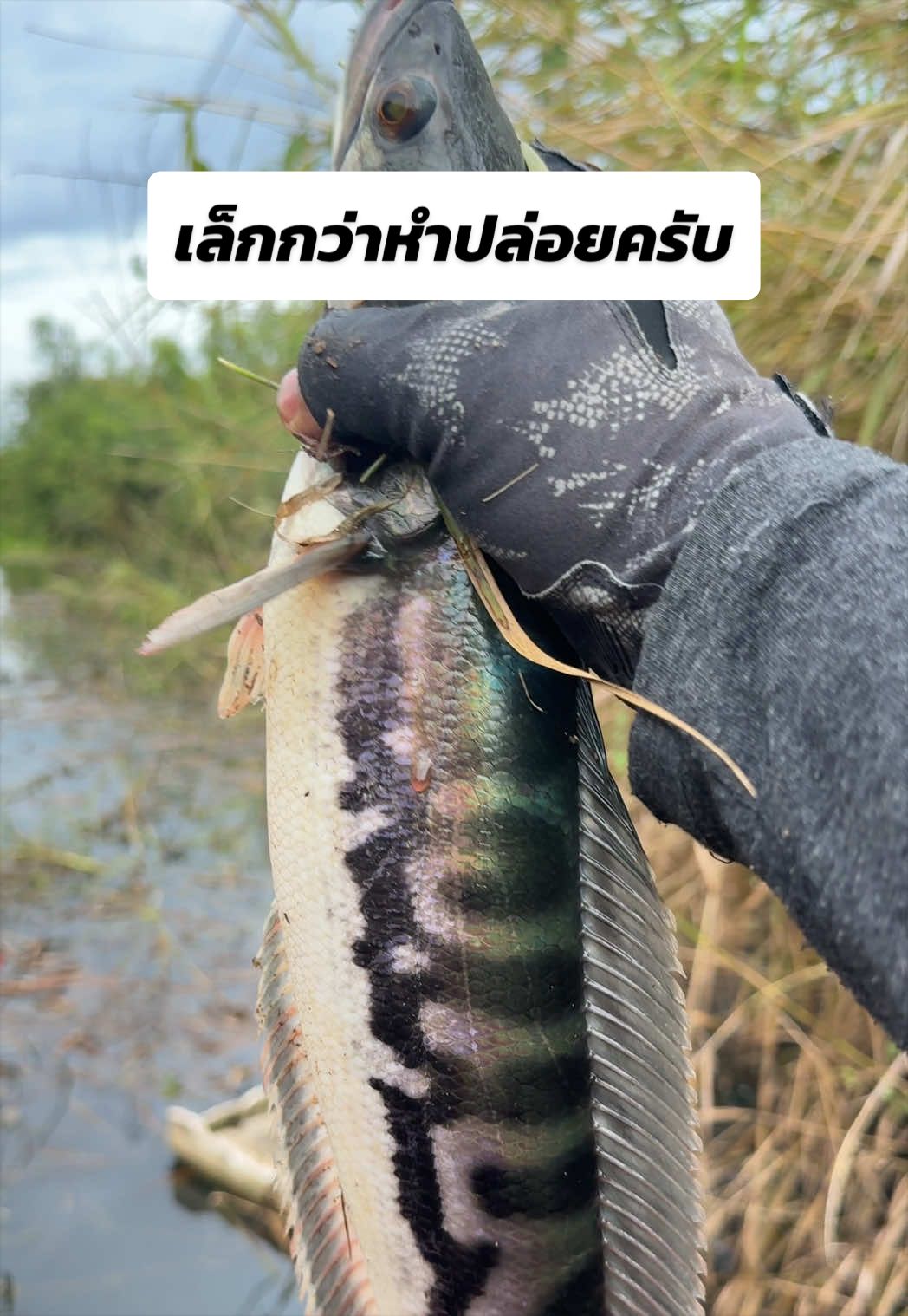 @น้ากอล์ฟ fishing ชอบแต่งรถ