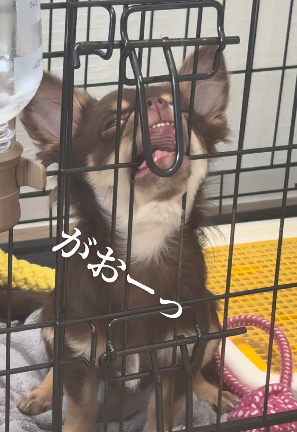 @ใใฃใฑ๐ถ
