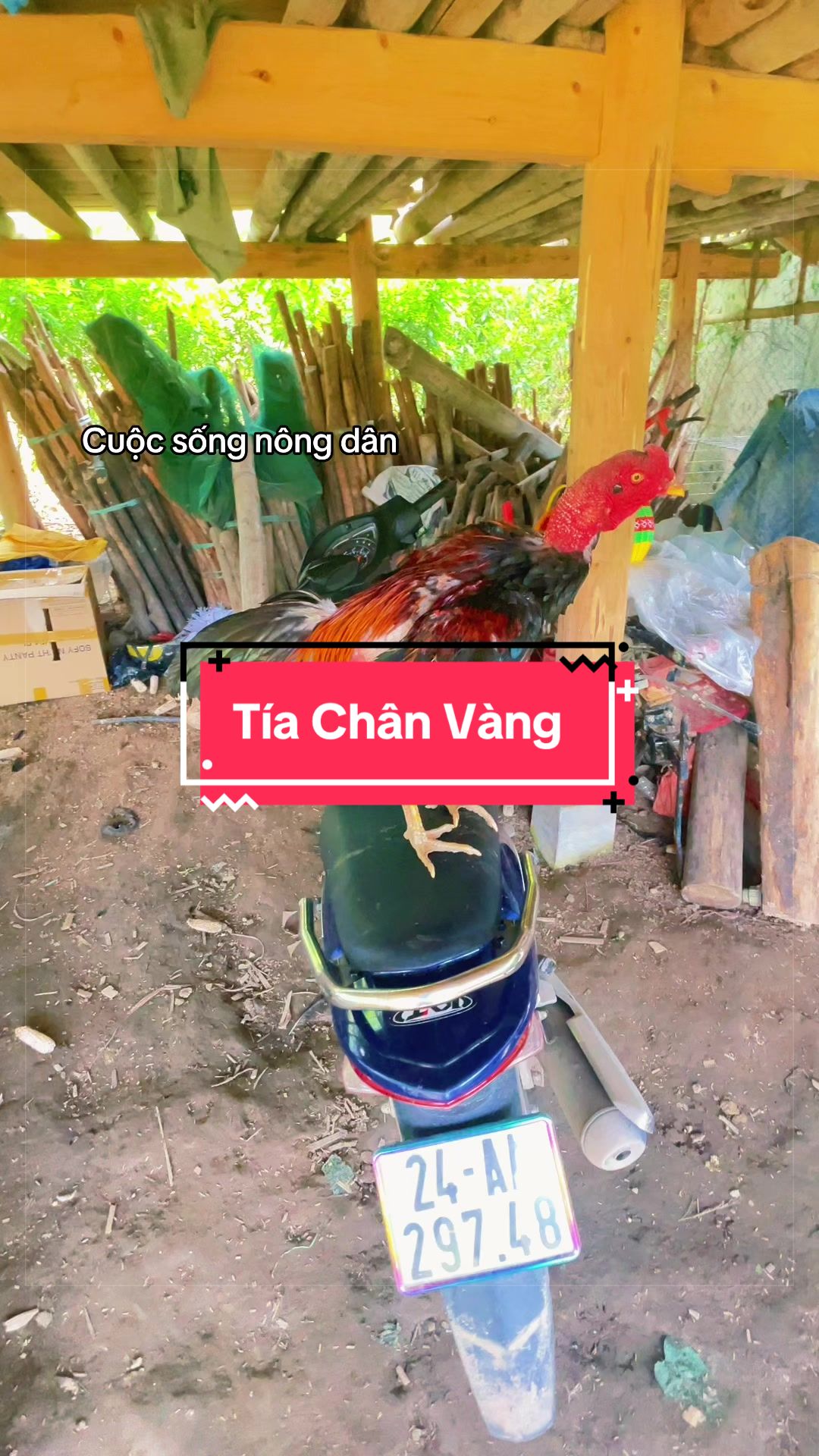 @Sinh gà Cỏ
