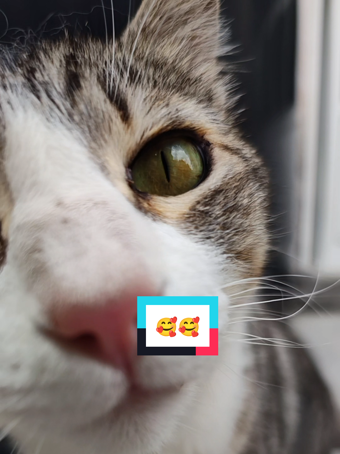 @Lunita🐱🌜