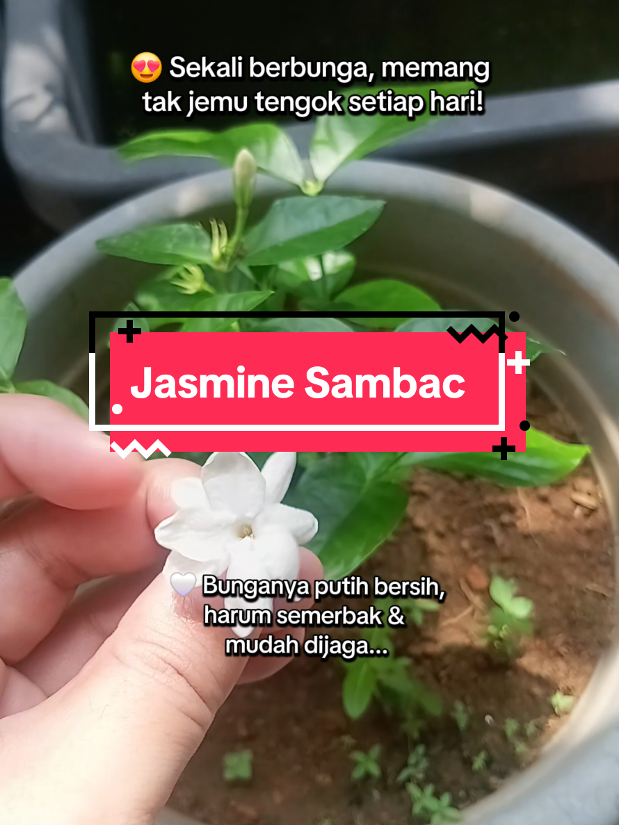 @Lin🌷