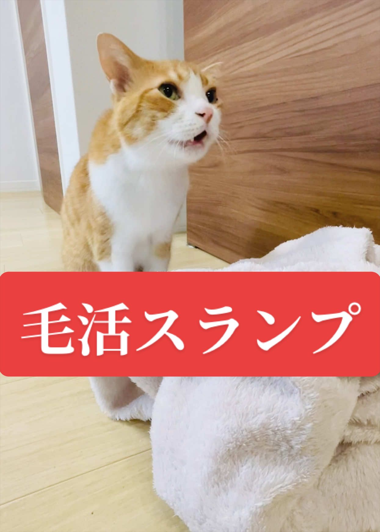 @みーこchannel