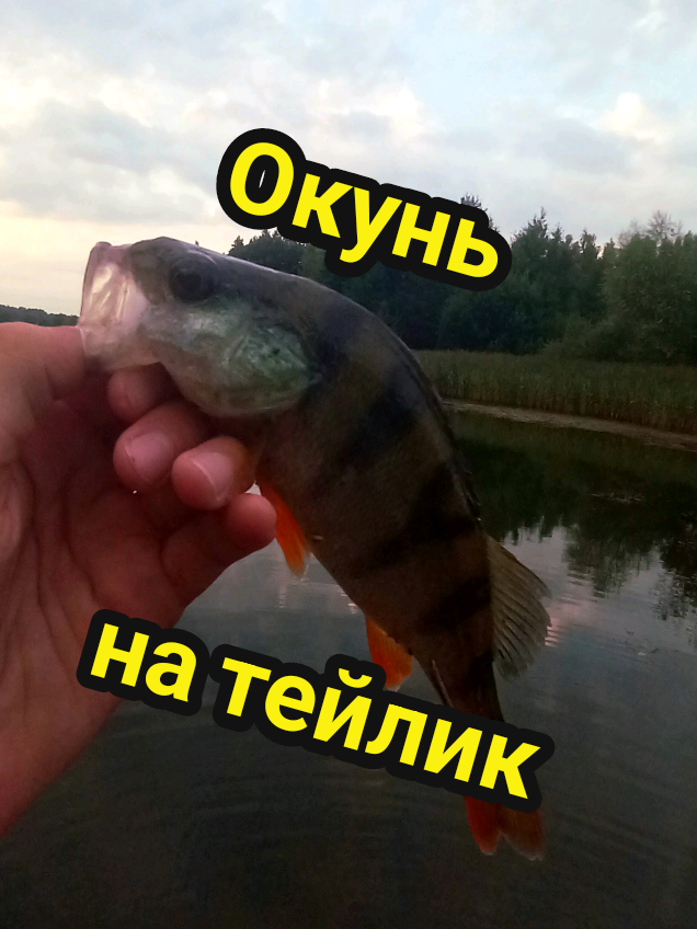 @TimaFish