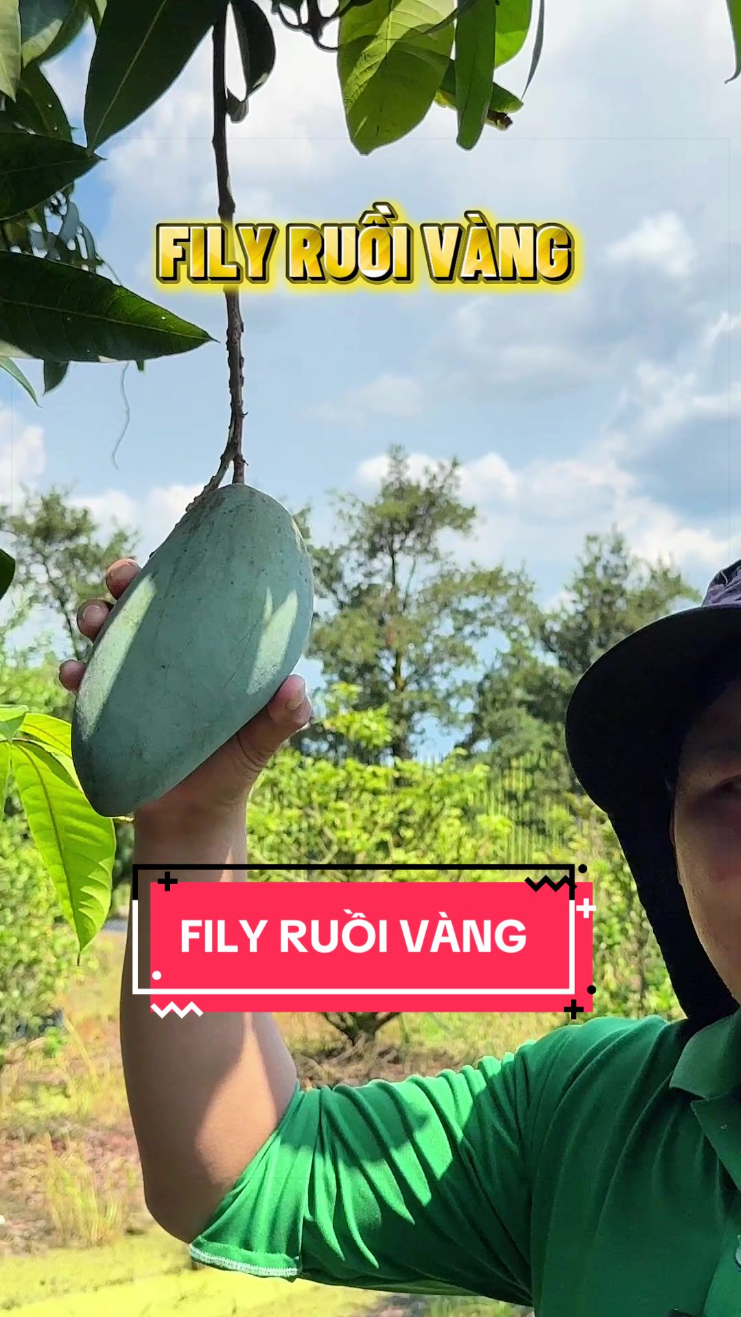 @C&acirc;y Xanh Phong Hồng