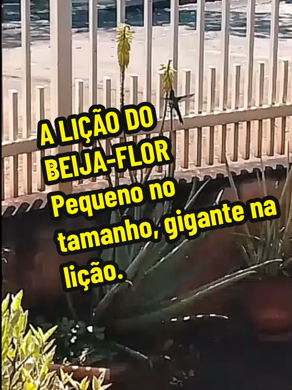 @Silvia Helena.