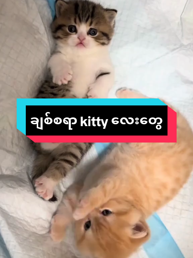 @MeowMagic