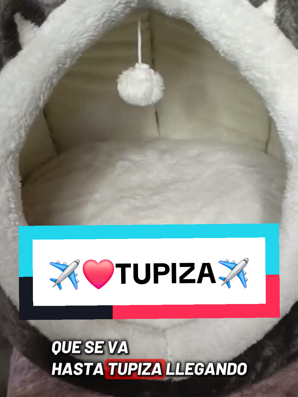 @Minxgia Pets