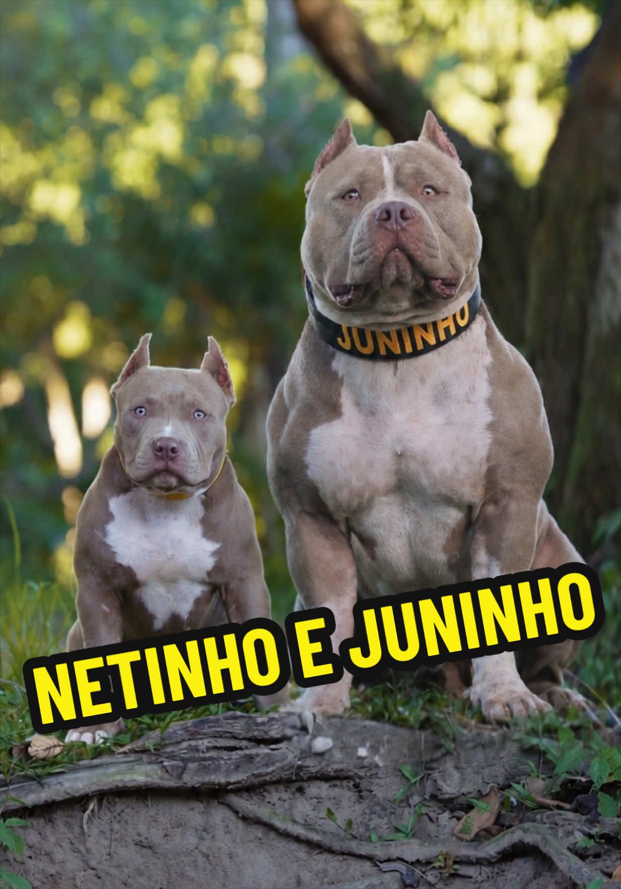 @Família Ragnar 🐶