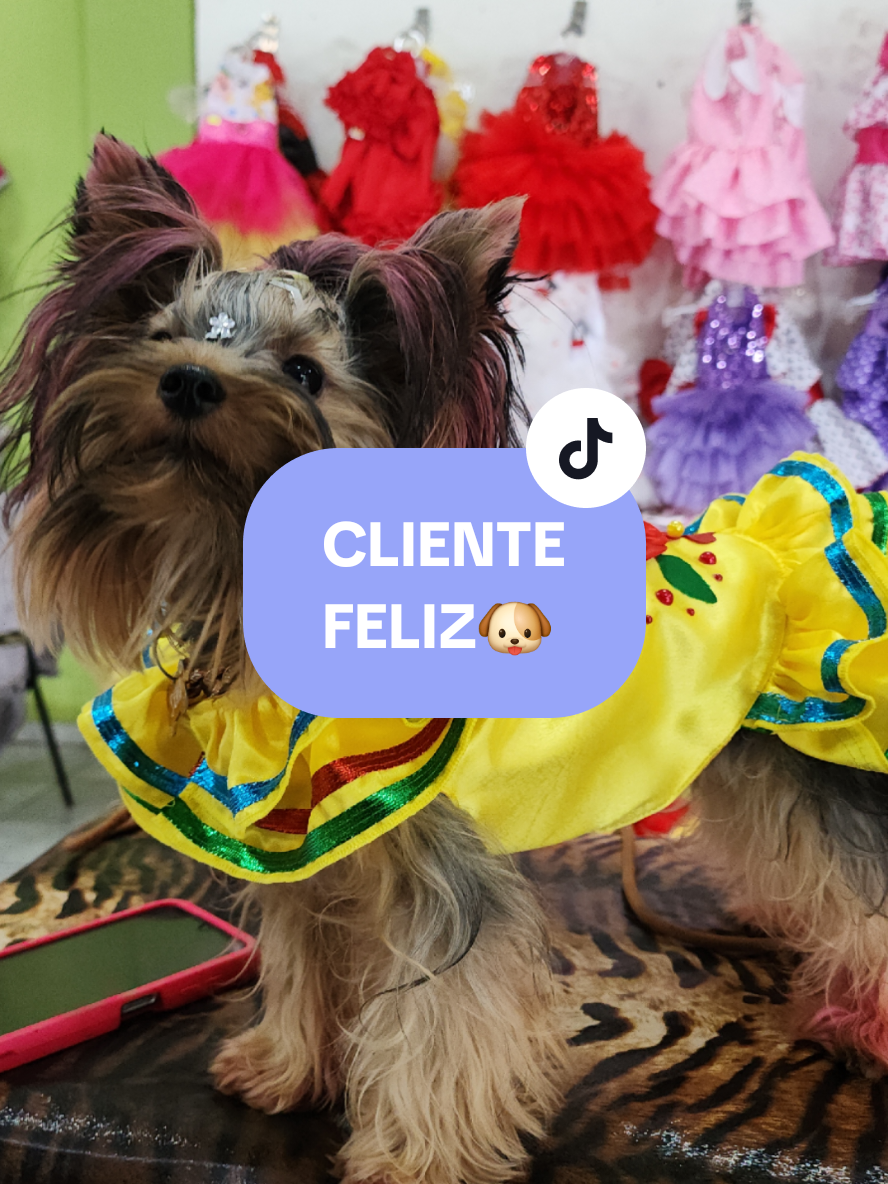 @FityGuau Moda canina y Felina