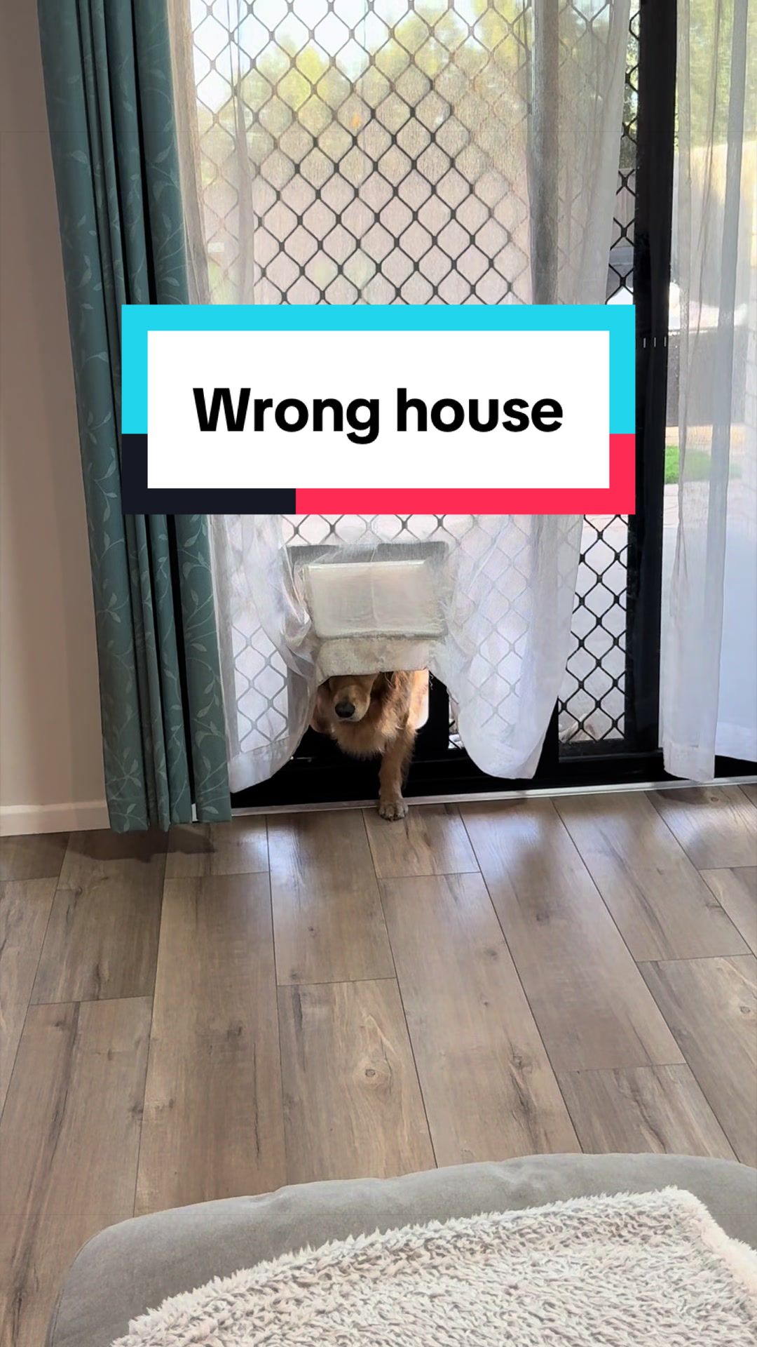 @3goldenretriever