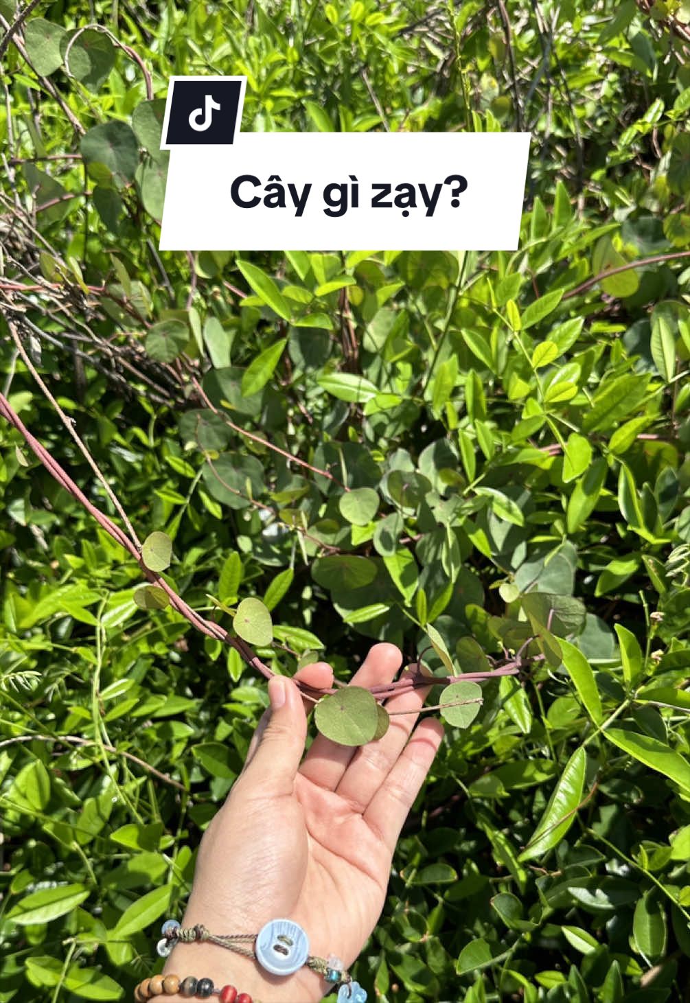 @Vuoncuakien