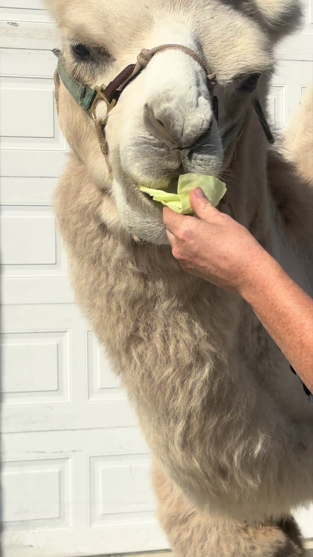 @MayhemTheCamel