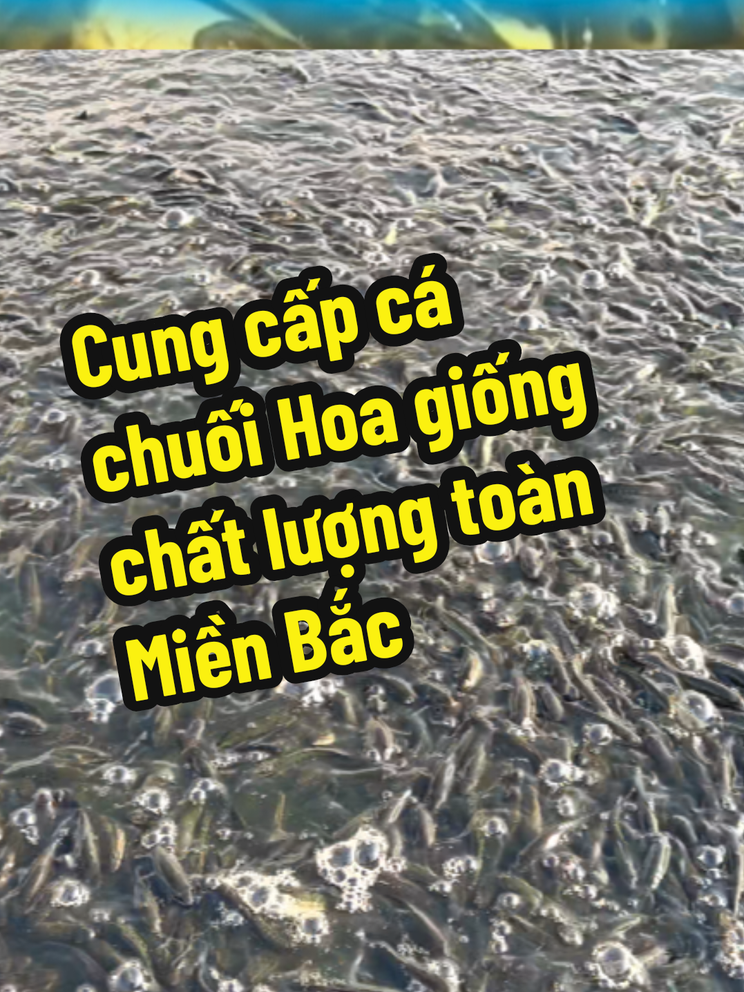 @Con Ghẻ Của TikTok 3