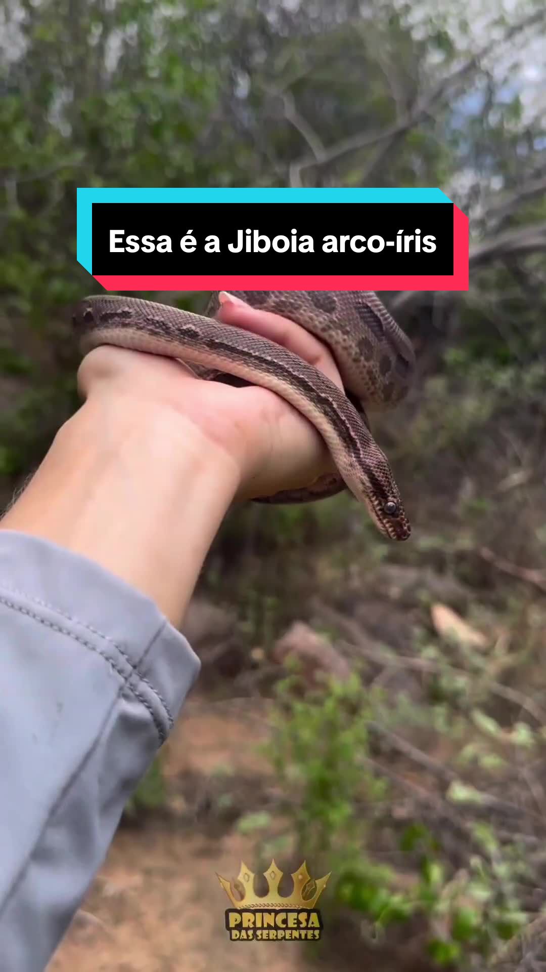 @Princesa das Serpentes