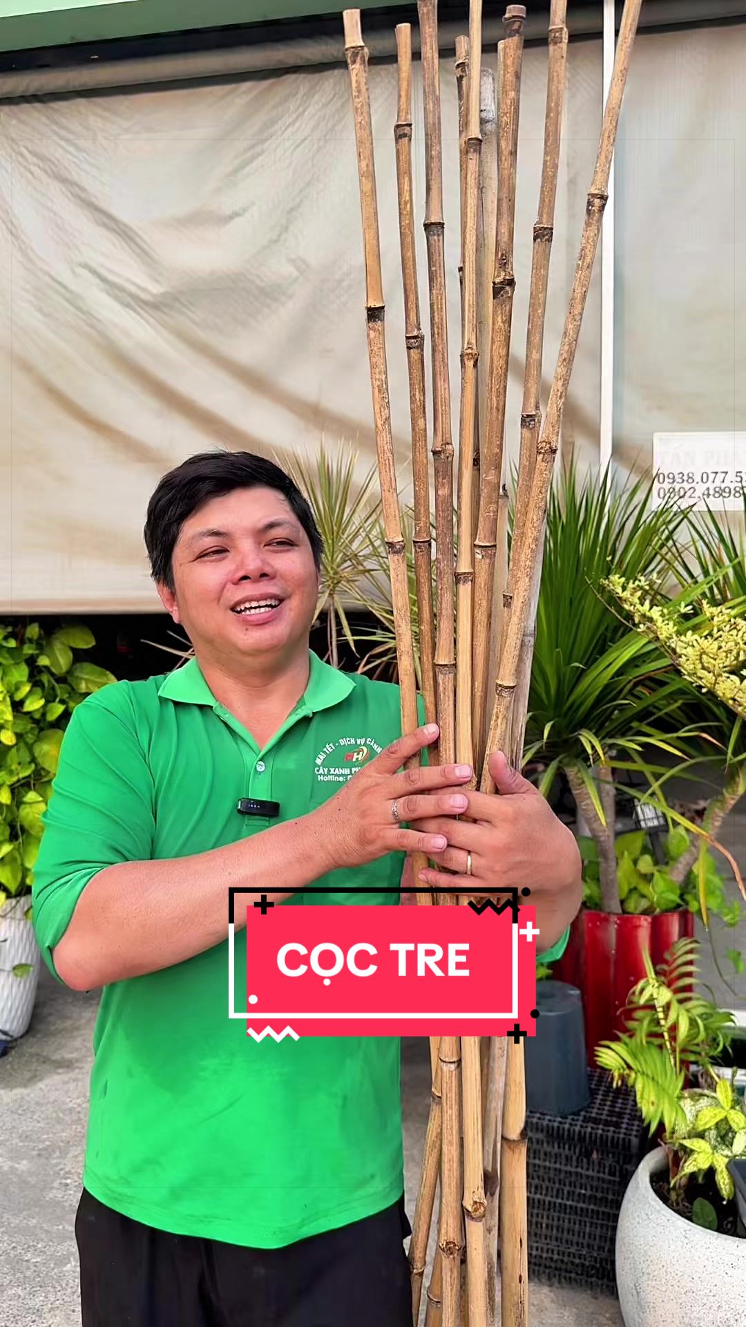 @C&acirc;y Xanh Phong Hồng