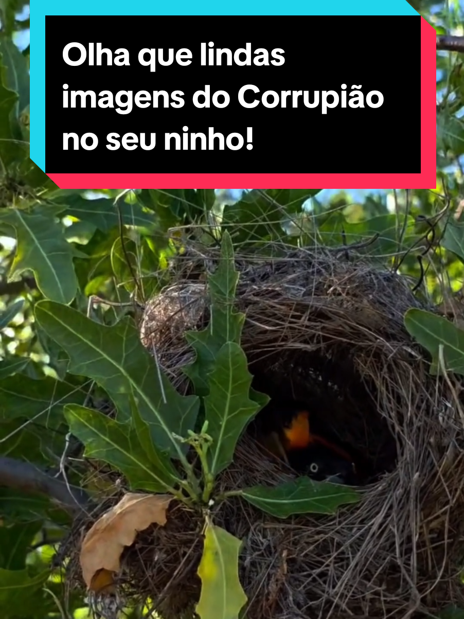 @Princesa das Serpentes