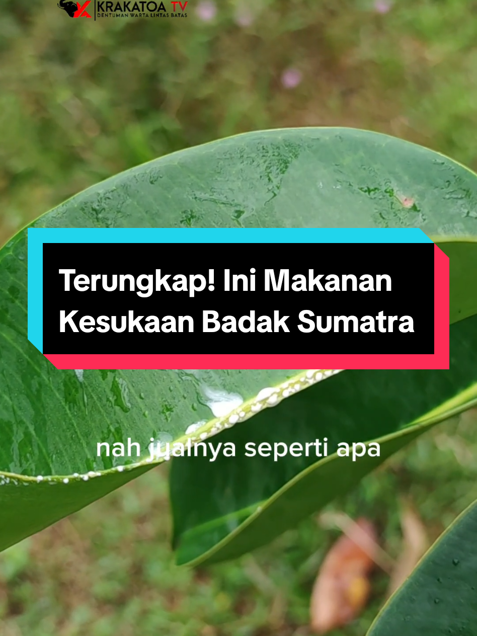 @Krakatoa TV