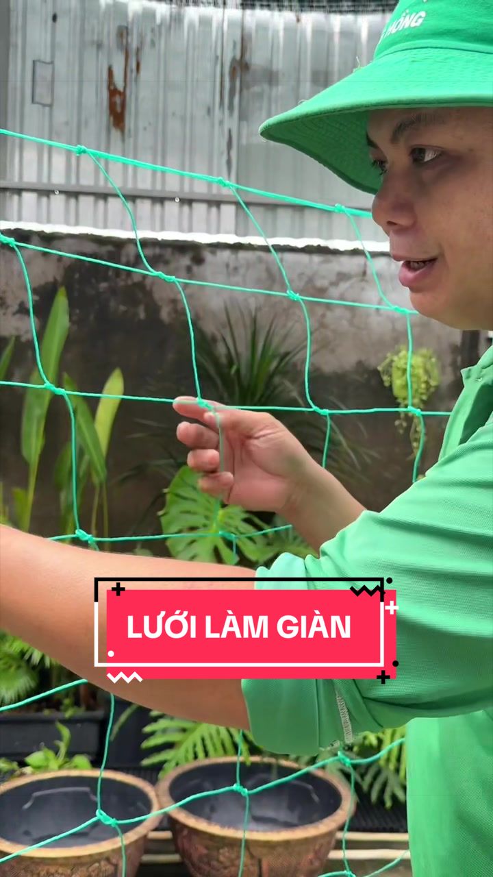 @Cây Xanh Phong Hồng