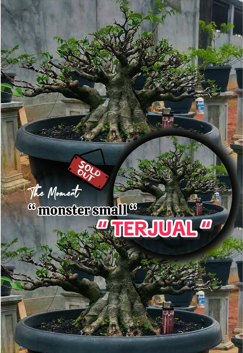 @warbonsai_purwodadi